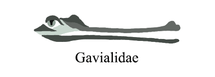 Gavialidae